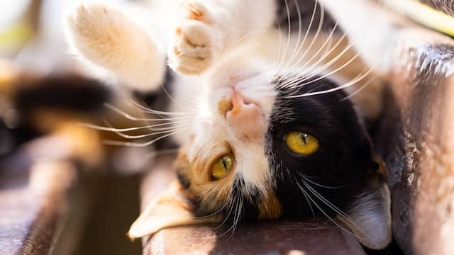 10 Reasons Why Cats Are Funny | 35 Images