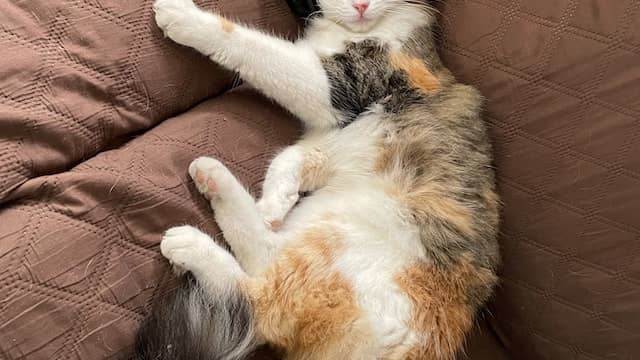 10 Reasons Why Cats Are Funny | 35 Images