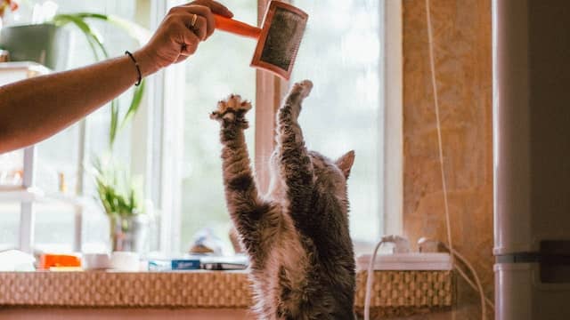 10 Reasons Why Cats Are Funny | 35 Images