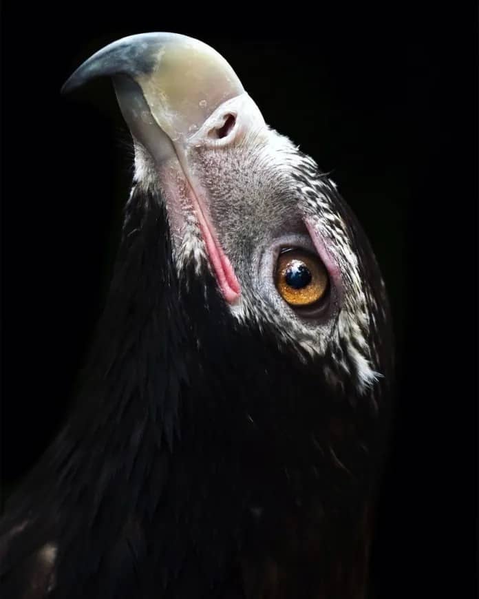 Discover the Stunning Wildlife Photography of Robert Irwin, 19-Year-Old Son of Steve Irwin