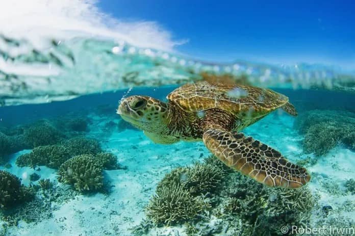 Discover the Stunning Wildlife Photography of Robert Irwin, 19-Year-Old Son of Steve Irwin