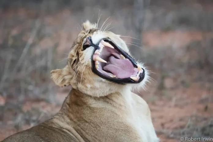 Discover the Stunning Wildlife Photography of Robert Irwin, 19-Year-Old Son of Steve Irwin