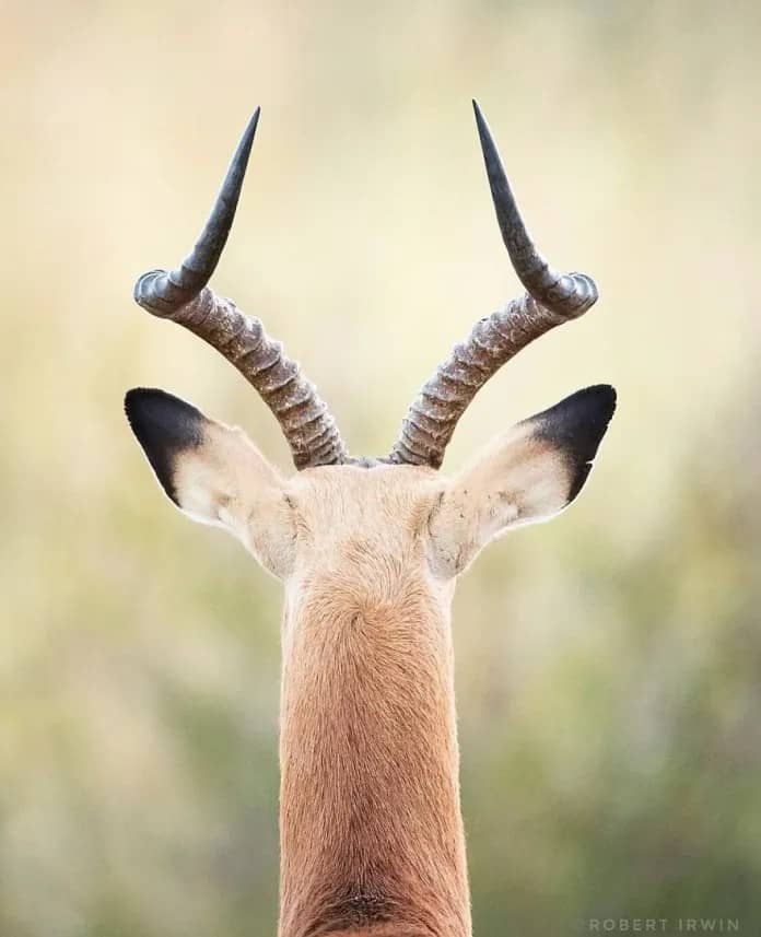 Discover the Stunning Wildlife Photography of Robert Irwin, 19-Year-Old Son of Steve Irwin