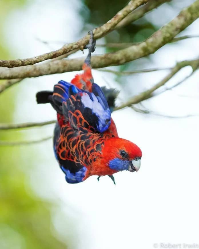 Discover the Stunning Wildlife Photography of Robert Irwin, 19-Year-Old Son of Steve Irwin