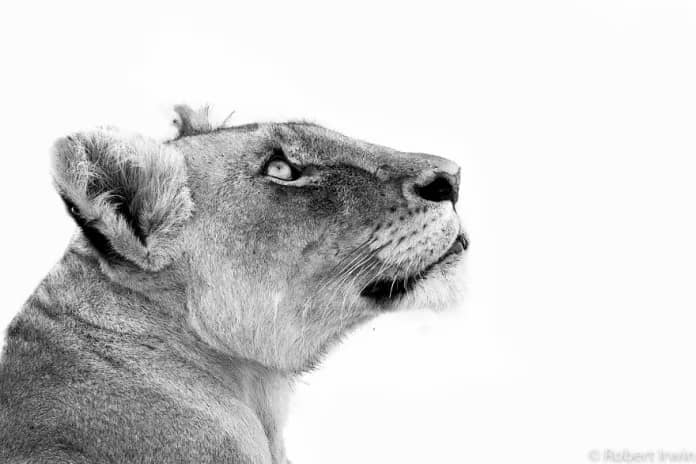 Discover the Stunning Wildlife Photography of Robert Irwin, 19-Year-Old Son of Steve Irwin