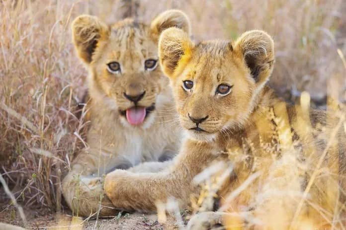 Discover the Stunning Wildlife Photography of Robert Irwin, 19-Year-Old Son of Steve Irwin