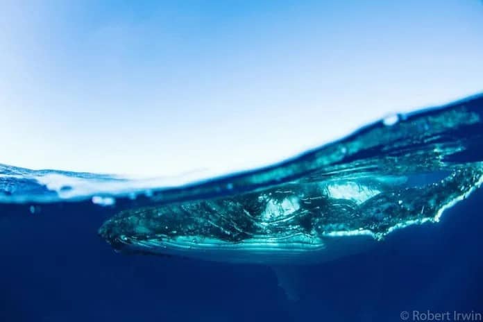 Discover the Stunning Wildlife Photography of Robert Irwin, 19-Year-Old Son of Steve Irwin