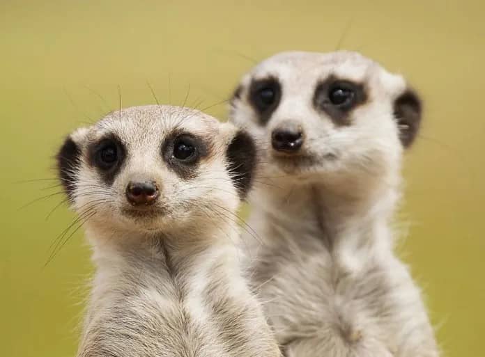 Discover the Stunning Wildlife Photography of Robert Irwin, 19-Year-Old Son of Steve Irwin