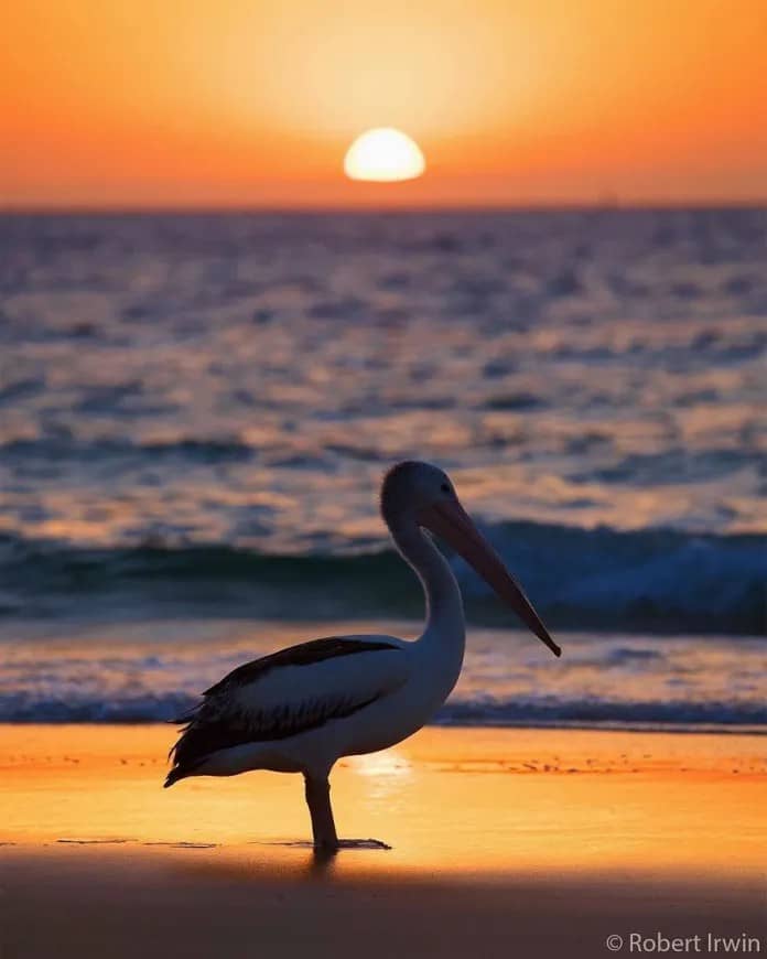 Discover the Stunning Wildlife Photography of Robert Irwin, 19-Year-Old Son of Steve Irwin