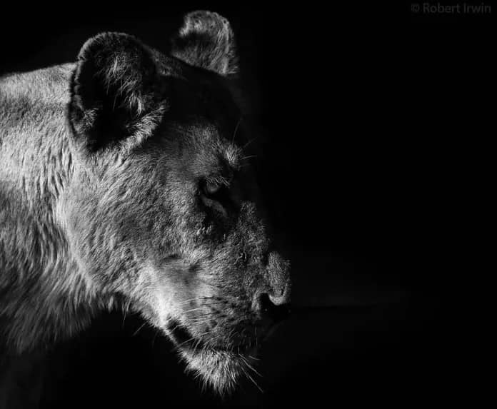 Discover the Stunning Wildlife Photography of Robert Irwin, 19-Year-Old Son of Steve Irwin