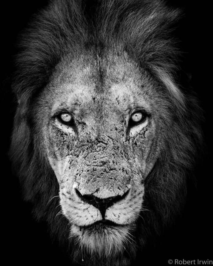 Discover the Stunning Wildlife Photography of Robert Irwin, 19-Year-Old Son of Steve Irwin