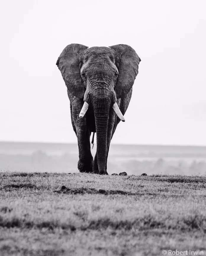 Discover the Stunning Wildlife Photography of Robert Irwin, 19-Year-Old Son of Steve Irwin