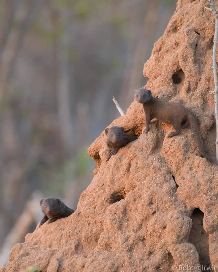 Discover the Stunning Wildlife Photography of Robert Irwin, 19-Year-Old Son of Steve Irwin
