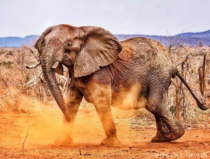 Discover the Stunning Wildlife Photography of Robert Irwin, 19-Year-Old Son of Steve Irwin