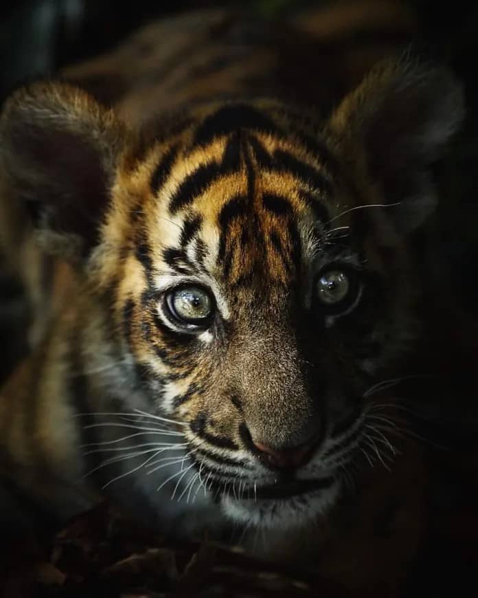 Discover the Stunning Wildlife Photography of Robert Irwin, 19-Year-Old Son of Steve Irwin