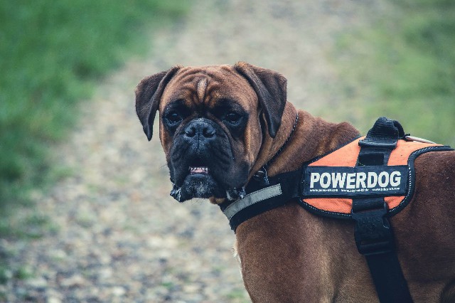 How to Care for a Great Companion Dog Boxer
