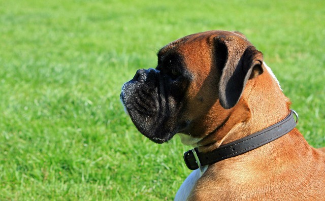 How to Care for a Great Companion Dog Boxer
