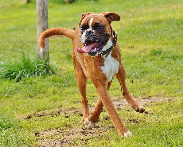 How to Care for a Great Companion Dog Boxer
