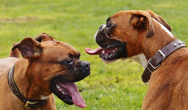 How to Care for a Great Companion Dog Boxer
