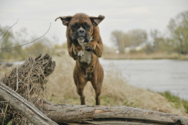 How to Care for a Great Companion Dog Boxer
