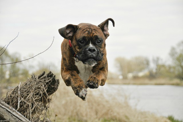 How to Care for a Great Companion Dog Boxer
