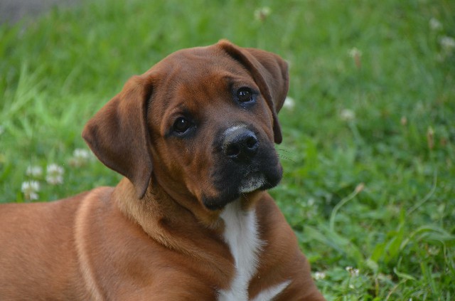 How to Care for a Great Companion Dog Boxer
