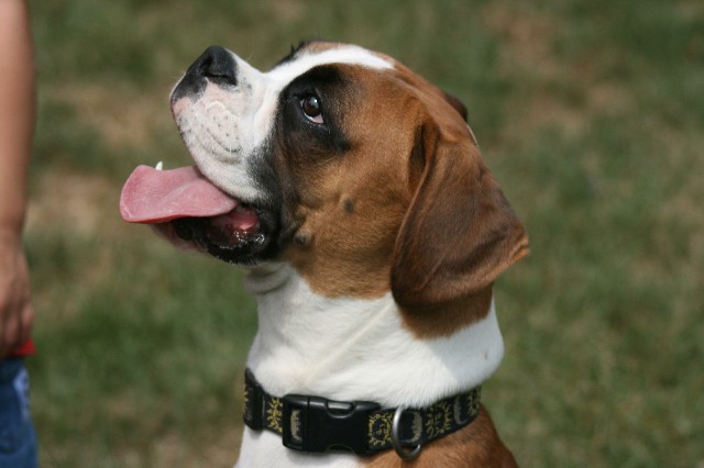 How to Care for a Great Companion Dog Boxer
