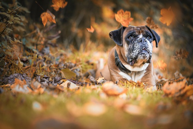 How to Care for a Great Companion Dog Boxer
