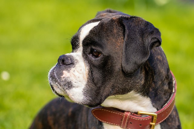 How to Care for a Great Companion Dog Boxer
