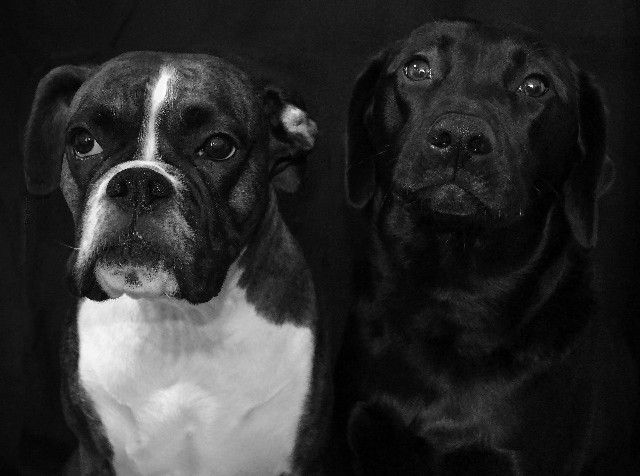 How to Care for a Great Companion Dog Boxer
