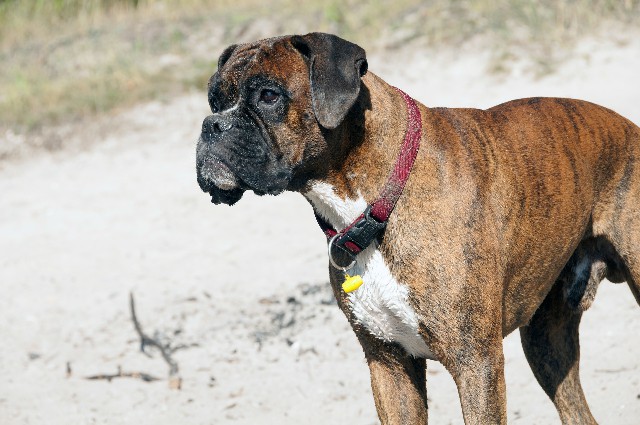 How to Care for a Great Companion Dog Boxer
