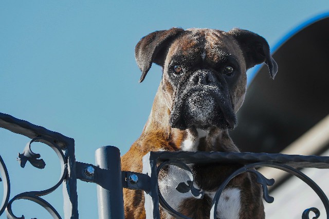 How to Care for a Great Companion Dog Boxer
