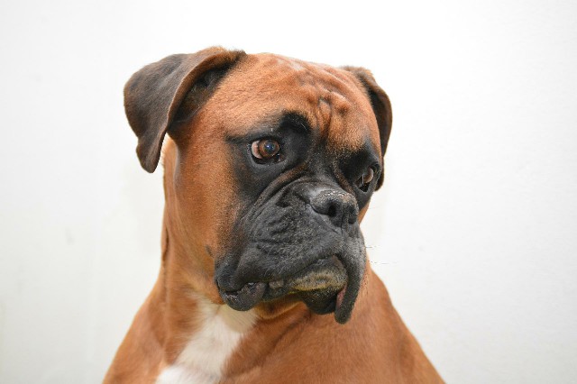 How to Care for a Great Companion Dog Boxer
