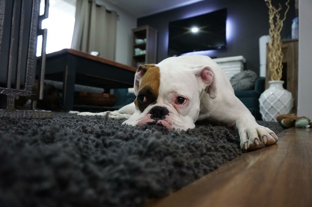 How to Care for a Great Companion Dog Boxer
