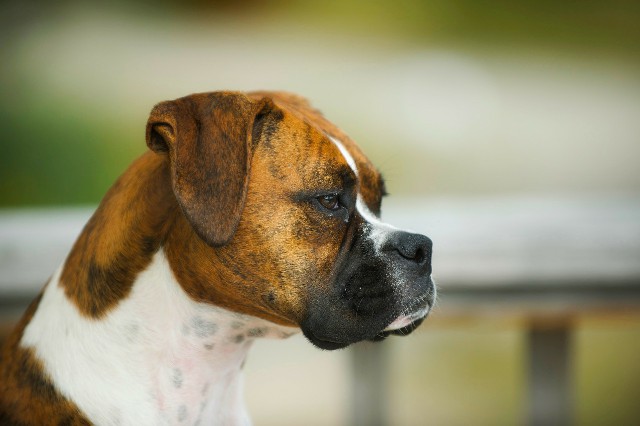 How to Care for a Great Companion Dog Boxer
