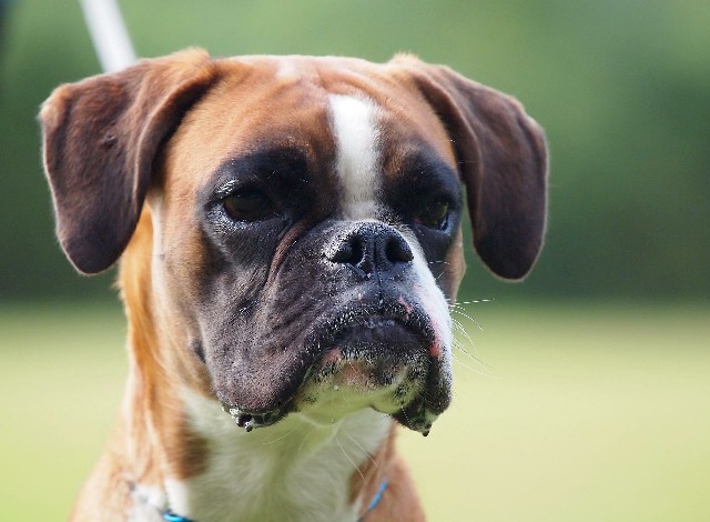 How to Care for a Great Companion Dog Boxer
