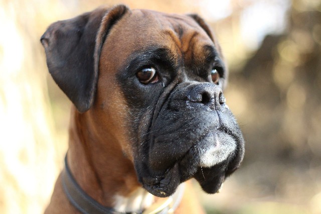 How to Care for a Great Companion Dog Boxer
