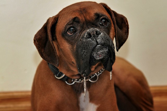 How to Care for a Great Companion Dog Boxer
