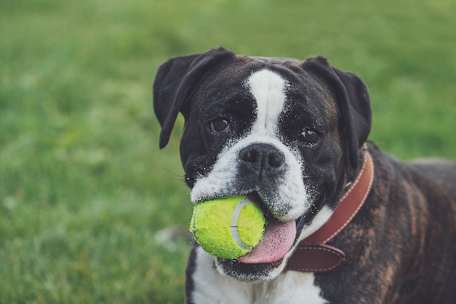 How to Care for a Great Companion Dog Boxer
